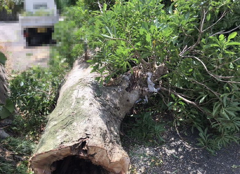 【伐採仕事】佐世保市中里町で大きなヤマモモの木の伐採ばい